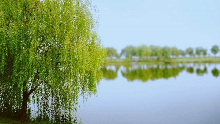 柳树栽多深合适